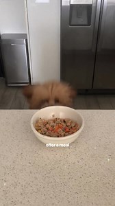 Attention new puppy owners 🚨 Your puppy loves you, you love your puppy... Feed them fresh food they'll love ❤️ | The Farmer's Dog