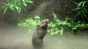 Singing mice protect their turf with high-pitched tunes