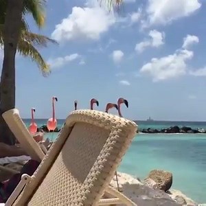 18K views · 345 reactions |  Flamingo Beach, Aruba | Mare | Facebook