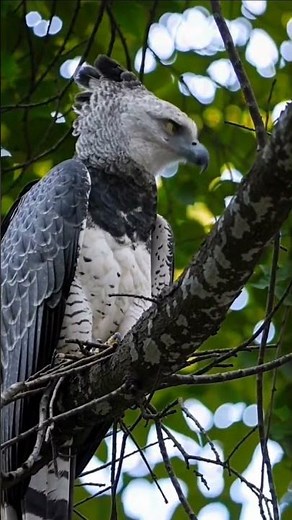 The Harpy eagel A predator in the skies, a legend in the jungle.