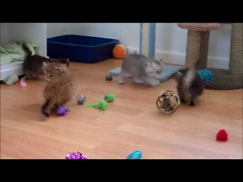 Ultra Tiny Teacup Rug Hugger MUST SEE!! TOO CUTE!!