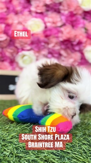 Shih Tzu South Shore Plaza Braintree MA