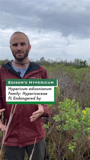 TAXA TUESDAY 🌿 w/ the Florida Native Plant Society & Archbold Biological Station Meet Edison’s Hypericum - one of the many rare plants of the Lake Wales Ridge! Edison’s Hypericum Hypericum edisonianum Family: Hypericaceae This rare, state-endangered shrub forms a multi-branched evergreen shrub up to 5 feet tall, with thickened blue-green leaves and golden yellow, 4-petal flowers typical for this genus. Edison’s Hypericum is endemic to seasonally wet scrub depressions, cutthroat seeps, wet flatw
