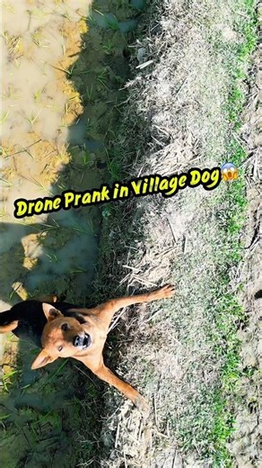 Village Dog vs Drone – Funniest Moment Ever! 🐶 | Prank Gone Wrong 😂 #shorts #youtubeshorts #drone