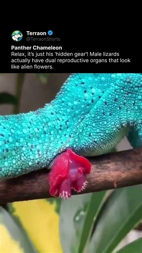 Nature’s Weirdest Flex... 🦎
