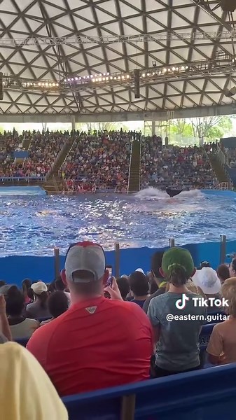 Discover SeaWorld San Antonio: Shamu Show Highlights
