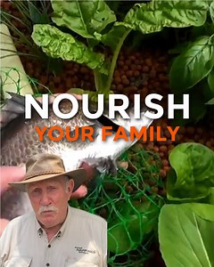503 reactions · 52 shares | Optimise your family's health and save money with aquaponics. Murray Hallam's FREE ebook will teach you how: ✅System Design/automation that thrives ✅Optimizing plant growth for maximum harvests ✅Grow your fish to "plate size" faster Download your FREE copy today Fish selection and health | Murray Hallam's Practical Aquaponics | Facebook