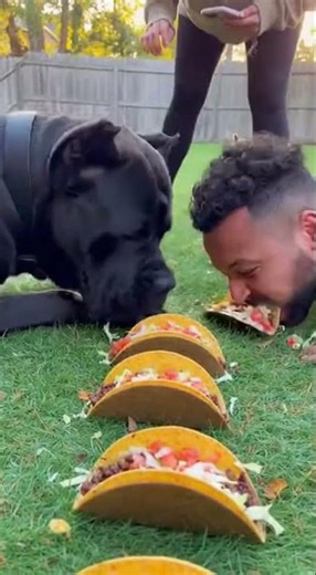 Giant Dog DESTROYS Human in Epic Taco Eating Contest!