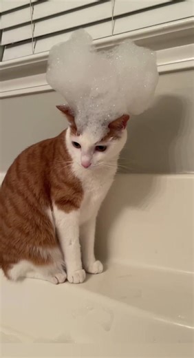 Funny Cat Bath Time Mishaps