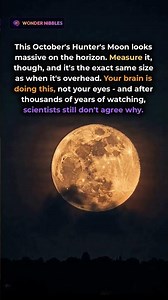 The Truth About the Hunter's Moon Will Surprise You (October 2026)