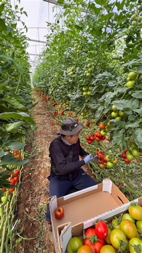 1.6M views · 30K reactions | High-Quality Tomato Harvest Fresh from the Farm #tomato #vegetables #agriculture #food #satisfying #farming #reels #garden #asmr #gardening #greenhouse #fruits #shorts #gardenharvest #gardeningtips #harvesting #harvestingtime #howto #How #fblifestyle | JUMOH Han | Facebook