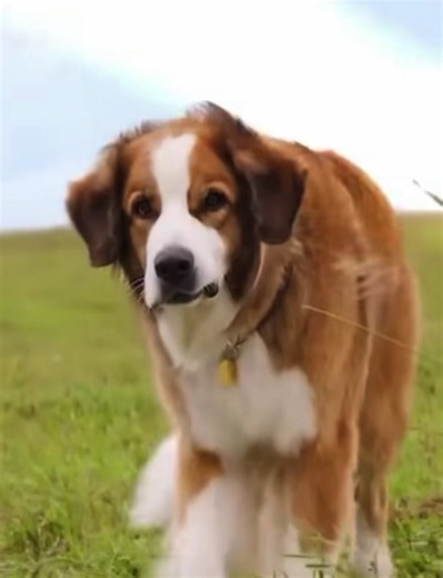 A Dog's Purpose Review: A Heartfelt Journey