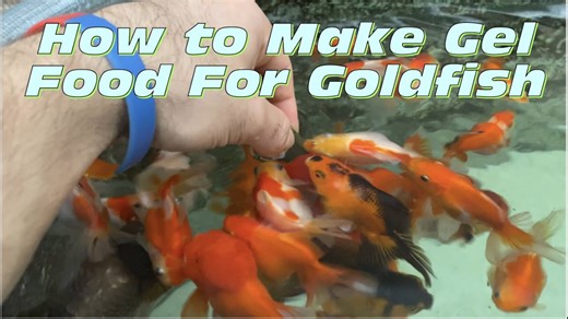 Preparing Repashy Gel Food for Healthy, Happy Goldfish