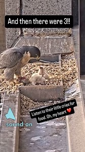 Now we have all three chicks hatched. These little peregrine falcon chicks are located at 367 Collins Street Melbourne. There is live viewing 24/7 until they fledge. This happens every year and I’m so obsessed with watching them grow. Enjoy your new obsession!! #yourewelcome #collinsstreetfalcons #peregrinefalcon #birdwatching #twitcher #birds #falcon #eyas #scienceplaykids #ilovebirds | SciencePlay Kids