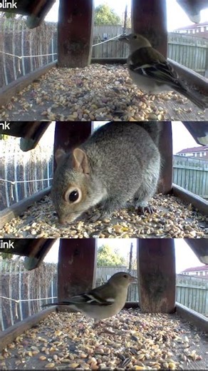 Bird Table Guests | UK Garden Wildlife