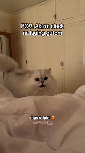 13K views · 504 reactions | Gusto niyo rin ba ng ganitong alarm clock?  | Meowmily | Facebook