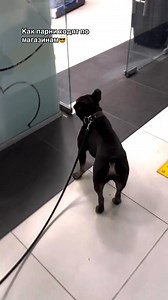 How do guys go shopping?😎 | French Bulldog Club