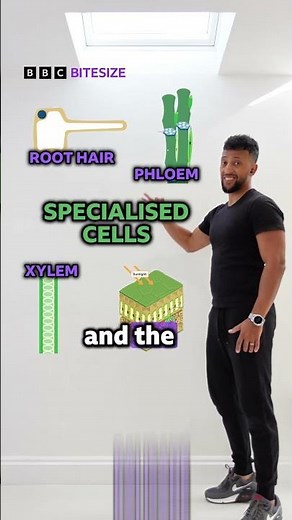 The different types of specialised plant cells by @MattGreenJGM #cellspecialisation #BBCBitesize