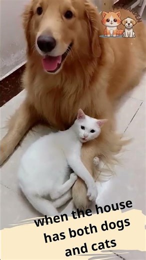 Cutest Dog and Cat Duo You’ll Ever See!
