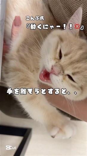 「『その手どこ行くん？』って怒る子猫😂」 #猫のいる暮らし #猫飼い初心者 #ねこのいる生活 #子猫 #shorts