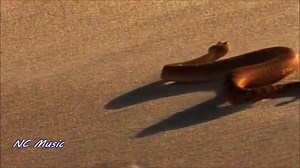 17K views · 975 reactions | Desert rose 癩 | Wonderful song and picture | Facebook