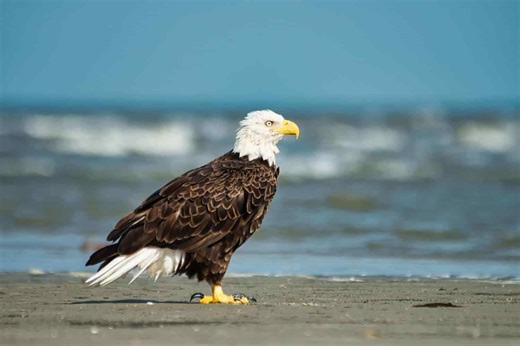 These powerful predators are capable of killing bald eagles