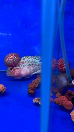 4.2K views · 76 reactions | The Flowerhorn is a captivating and...