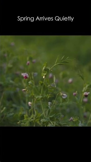 Spring Arrives Quietly | Frog Films #viral #shorts