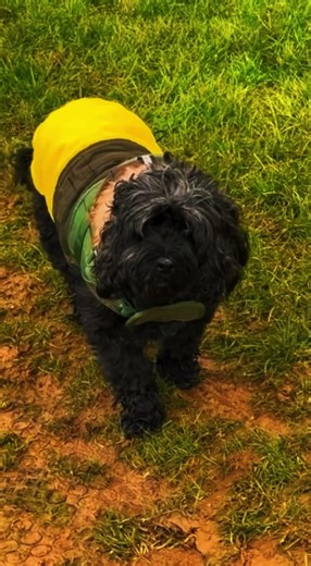 #2026 #puppy #doggielife #doggielife #cute #pets