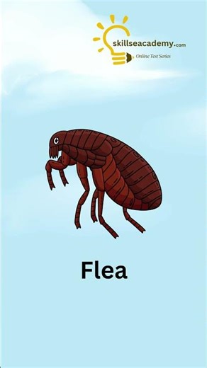 Learn Insects Spelling for Kids | Easy & Fun