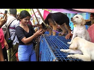 RECENT DOG PUPPY PRICE UPDATE | GALIFF STREET PET MARKET KOLKATA | CHEAPEST PRICE|VISIT 26JUNE 2022