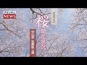 【アミンチュニュース】 桜開花状況 守山市 笠原桜公園