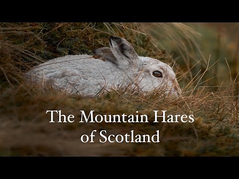 The Mountain Hares of Scotland