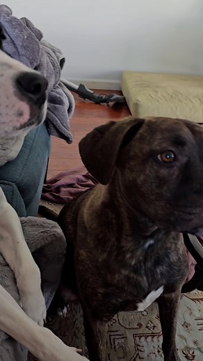 1.8K views · 26 reactions | Talkative duo steals the show  | Animal Stories | Facebook