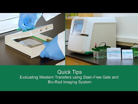 Quick Tips: Evaluating Western Transfers using Stain-Free Gels and Bio-Rad Imaging System