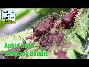 Aphid birth. Blattlaus Geburt