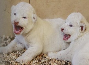 302K views · 10K reactions | Rare white lion cubs born at Polish zoo | The Times of India | Facebook