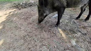 18K views · 1.3K reactions | Le câlin matinal incontournable de...