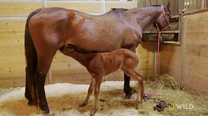 20K views · 601 reactions | A foal named Elsa gets a plasma transfusion to increase her chances of survival. | National Geographic Animals | Facebook