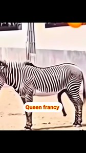 532K views · 2.2K reactions | Wow zebra 煉  | Queen francy's Tv | Facebook