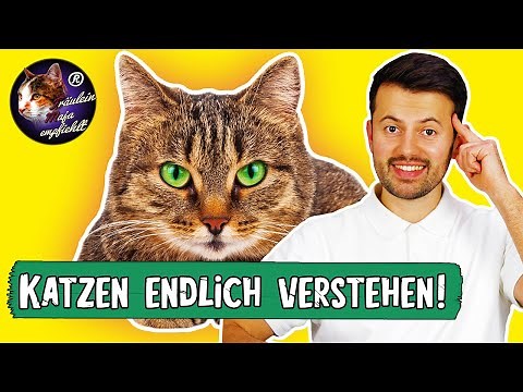 Katzenverhalten verstehen | richtige Katzenhaltung