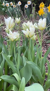 Take a look at this beautiful Tulip Exotic Emperor blooming now in Pennsylvania! Tulip Exotic Emperor is a striking early-season bloomer, featuring luxurious, double-layered petals in soft ivory brushed with hints of fresh lime green. As the blooms unfurl, they reveal a warm golden center that adds a radiant touch to spring gardens. Ideal for borders or dappled shade, Exotic Emperor brings an air of refined elegance and brightness to any outdoor space. Preorders for fall-planted bulbs begin soon