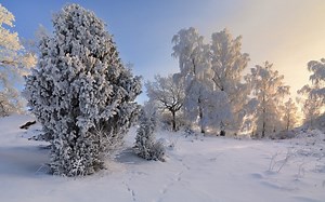Snow covered trees in a winter landscape Rare Gallery wallpaper