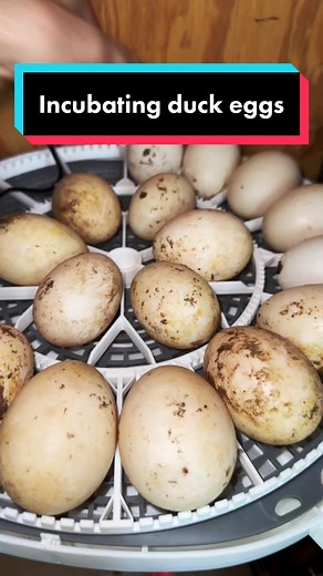 Incubating Muscovy Duck Eggs: A Step-by-Step Guide