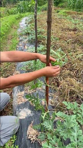 How to set up a trellis for climbing plants? Watch this farmer's technique | Planting tips