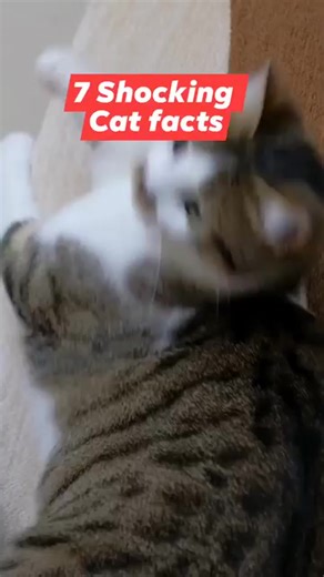 7 shocking cat facts | All about cats