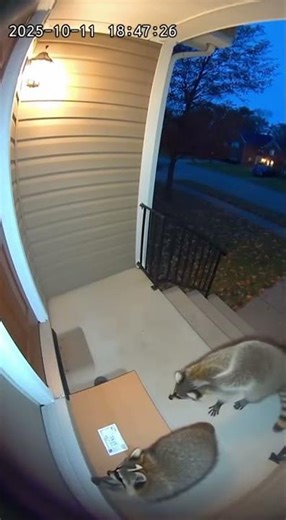 Raccoon Steals Amazon Package!