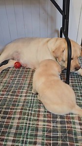 Black Rock Labrador Retrievers on Reels