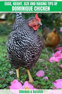 Dominique Chicken: Eggs, Height, Size and Raising Tips