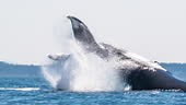 Super slow motion shot of Massive Humpback Whale breaching of the sea...